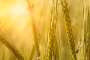 Close up of a grain field in the morning sun