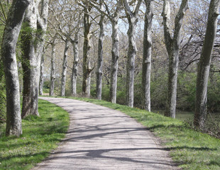 Shadowed path  surrounded by trees