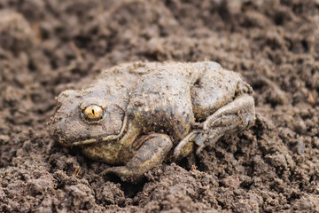 Grey earthen toad sits on the ground. Animal and wildlife, macro photography