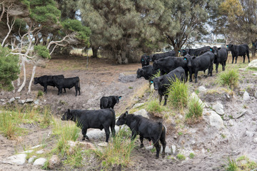 vacas negras