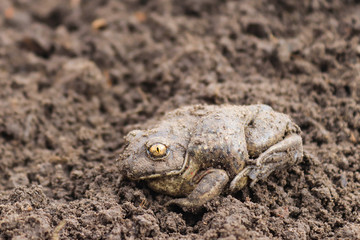 Grey earthen toad sits on the ground. Animal and wildlife, macro photography