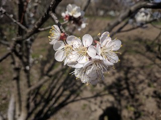 cherry blossom in spring
