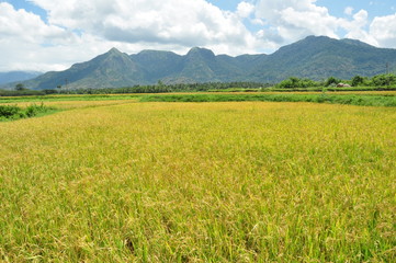 rice field,