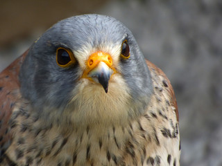 hawk