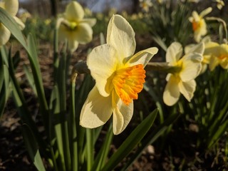 daffodils in spring