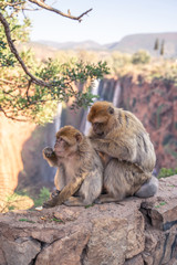 monkeys on a cliff near a waterfall in the mountains of North Africa
