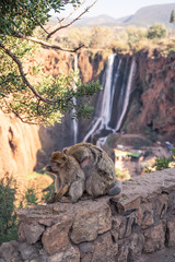 monkeys on a cliff near a waterfall in the mountains of North Africa