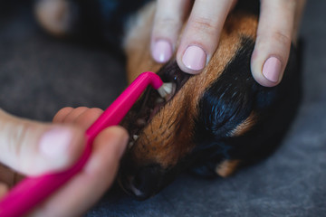 Process of cleaning and whitening dog teeth at home with toothpaste and, small black young dog tooth hygiene dental domestic treatment, view of hands and toothbrush