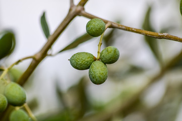 organic green olives and leaves on a branch