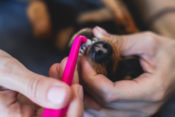 Obraz premium Process of cleaning and whitening dog teeth at home with toothpaste and, small black young dog tooth hygiene dental domestic treatment, view of hands and toothbrush