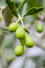organic green olives and leaves on a branch