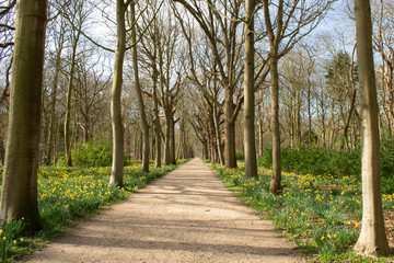 tree road, avenue in the forrest