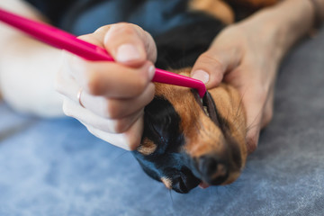 Process of cleaning and whitening dog teeth at home with toothpaste and, small black young dog tooth hygiene dental domestic treatment, view of hands and toothbrush