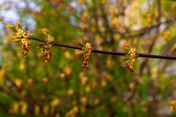 This is a branch of Linden.