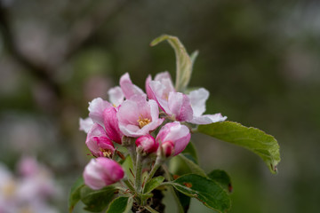 Naklejka na ściany i meble Blüten am Apfelbaum