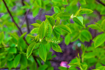 green leaves of a plant