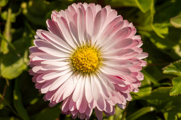 A colorful flower of a plant called Daisy, Bellis perennis.