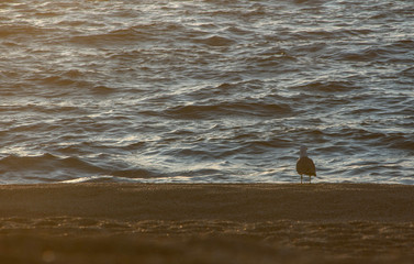 Begin to get light  the un bird on the beach dead in Almer&iacute;a.