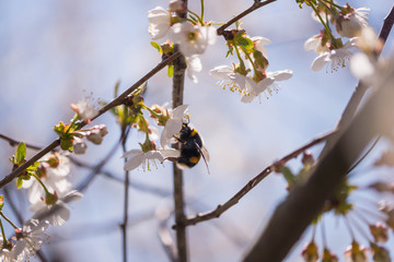 Wiosna w wiśniowym sadzie. © boguslavus