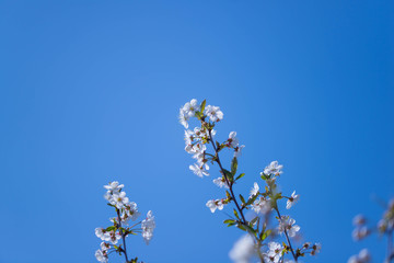 Wiosna w wiśniowym sadzie. © boguslavus