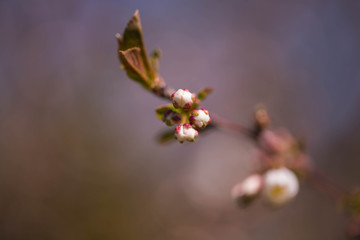 Wiosna w wiśniowym sadzie.