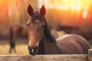 Brown young horse stallions in corral farm, autumn photo