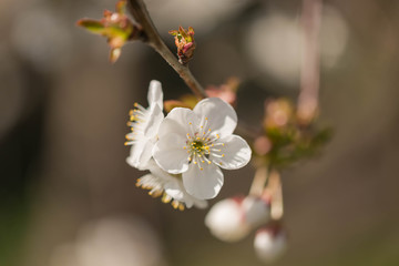 Wiosna w wiśniowym sadzie. © boguslavus