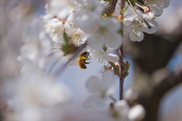 Wiosna w wiśniowym sadzie. © boguslavus