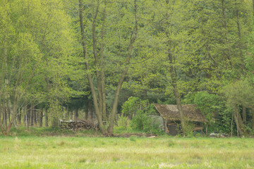 Stara, drewniana chata w lesie.