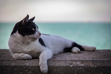 Cat resting on the border of a walking area by the beach.