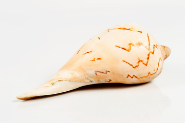 conch cockleshell