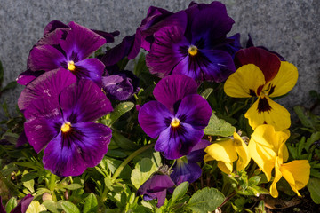 Multi-colored flowers, violet tricolor or Pansies, macro