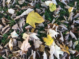 Herbstlaub Ahornblätter am Boden 2020013