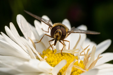 Wasp sits on a white flower and collects pollen, macro