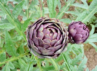Beautiful purple artichokes of Brittany in France