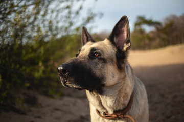 A large beautiful Eastern European shepherd dog stands on the sand on the beach on a Sunny day