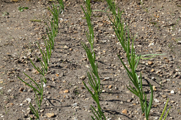 Onions growing in a vegetable garden..