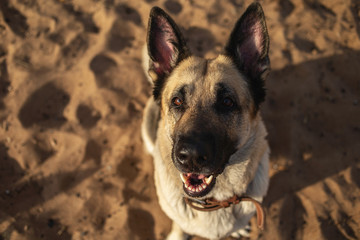 A large beautiful Eastern European shepherd dog sits on the sand on the beach on a Sunny day