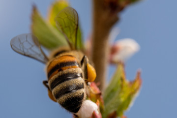 A bee collects nectar from cherry flowers and lays it on its paws, macro