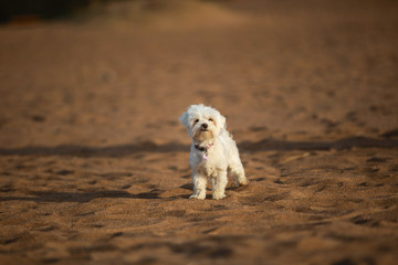 A white lap dog walking on the sand on the beach on a Sunny day