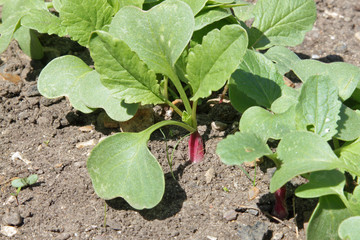 Radishes growing in a vegetable garden.