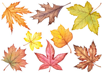 Watercolor autumn leaves.