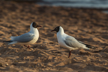 Seagulls on the beach gulls communicate and search for food