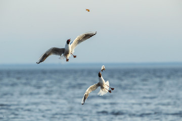 Fototapeta na wymiar Seagull flying on beautiful cloudless blue sky