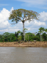 Large tree on an Amazonian riverbank in Brasil