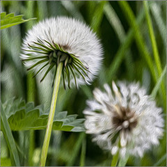 dandelion in the grass