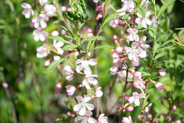 blooming almond tree in spring