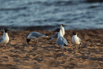 Seagulls on the beach gulls communicate and search for food