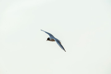 Seagull flying on beautiful cloudless blue sky