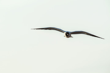 Seagull flying on beautiful cloudless blue sky